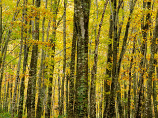 Beech Trees in Autumn