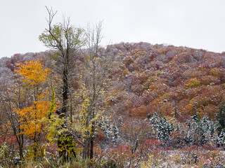 snow autumn color