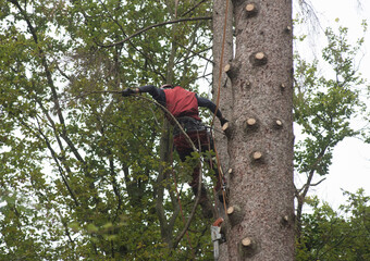 aborist working at height during tree care