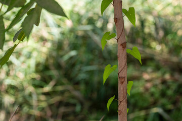 Fototapeta na wymiar Hojas verdes de yedra enredadas en una rama de un árbol