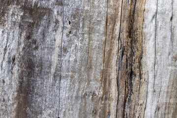 background texture of a withered old tree trunk