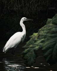 Little Egret portrait
