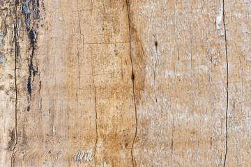background texture of a withered old tree trunk