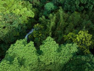 Naklejka premium Aerial footage of tropical forest in summer