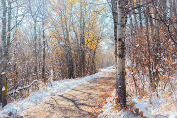 Walking path through snow covered forest in winter