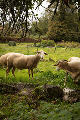 Fototapeta premium Sheep in a meadow on green grass in autumn. Portrait of sheep. Herd of sheep grazing