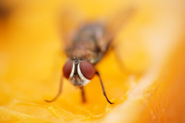 Macro shot of housefly 