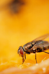 Macro shot of housefly 