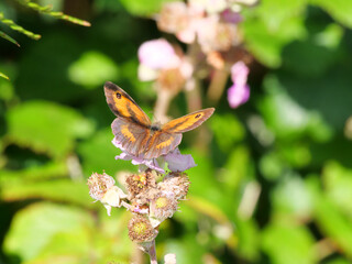 Rotbraunes Ochsenauge (Pyronia tithonus) Schmetterling aus der Familie der Edelfalter (Nymphalidae)