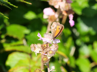 Rotbraunes Ochsenauge (Pyronia tithonus) Schmetterling aus der Familie der Edelfalter (Nymphalidae)