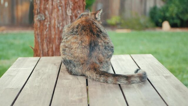 Cat from behind sitting on wood table next to tree wagging tail 