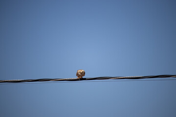 Coruja buraqueira. The burrowing owl is a strigiform bird in the Strigidae family.