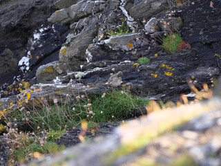 Ein Strandpieper Anthus petrosus sucht zwischen der kargen Vegetation auf den Küstenfelsen von...