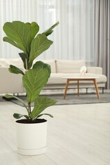 Fiddle Fig or Ficus Lyrata plant with green leaves at home. Space for text