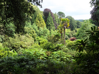 Blick in die Schlucht von Trebah Garden, Cornwall, England, bewachsen mit tropischer Vegetation