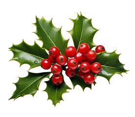 holly berries and leaves isolated on white background. Png file 
