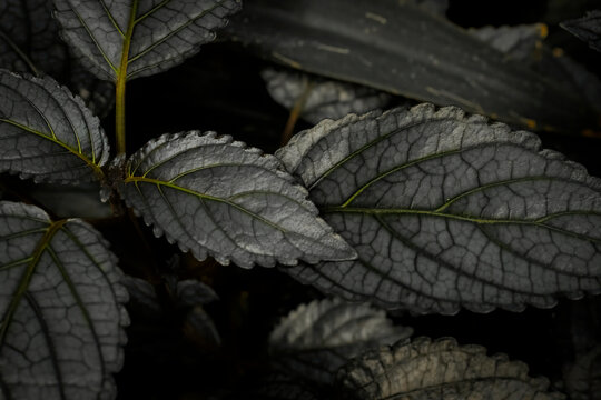 Sleek, dark, shiny, polished, the leaves of the Metallic Plant (Strobilanthes alternata) native to Java. Also known as Cemetery Plant. Moody and sharp wallpaper background. Exotic Jungle vegetation 