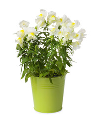 Beautiful snapdragon flowers in green pot isolated on white