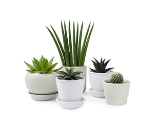 Many beautiful succulent plants in pots isolated on white