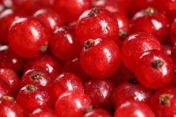 Many ripe red currants as background, closeup