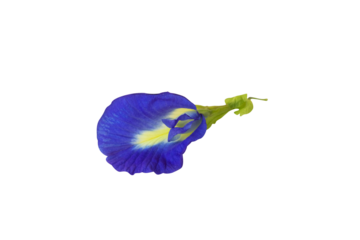Side view of Asian pigeonwings or Clitoria ternatea aka butterfly pea flower, isolated PNG image, selective focus. 