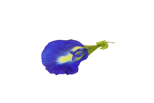 Side view of Asian pigeonwings or Clitoria ternatea aka butterfly pea flower, isolated PNG image, selective focus. 