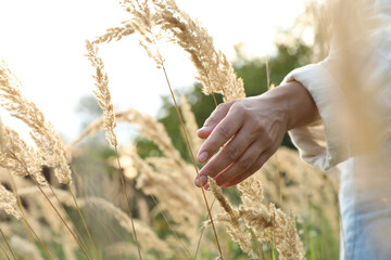 Woman walking through meadow and touching reed grass, closeup