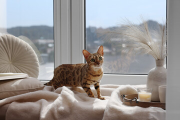 Cute Bengal cat on windowsill at home. Adorable pet