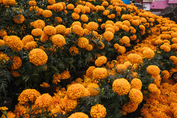 Cempasuchil flowers stacked in rolls for Day of the Dead offerings in Mexico
