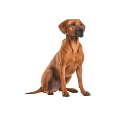 Rhodesian Ridgeback dog breed isolated no background