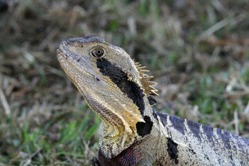 Close up portrait of an Eastern water dragon reptile lizard