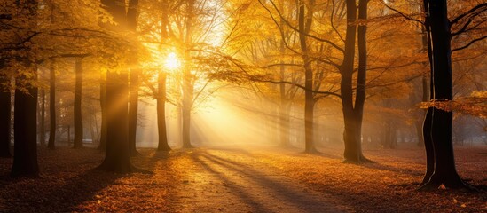 Vivid colors of autumn trees in a golden forest with enchanting sunlight filtering through misty air