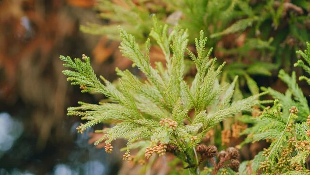 Sekkan Sugi Or Japanese Cedar. Male Flowers Of Japanese Cedar In Early Spring. Selective focus.