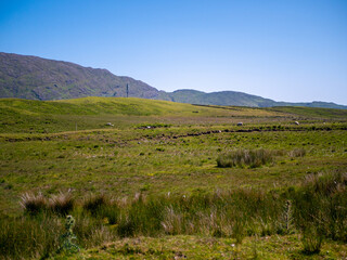Connemara landscape (Ireland), sheep in background, shot in 2023.