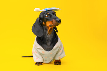 Tricks of dog dachshund puppy holding tooth brush on his head, morning brushing his teeth. Advertisement for pediatric puppy dentistry, care, hygiene, care and grooming pet.