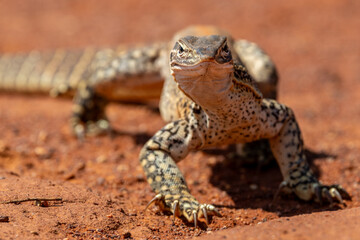Australian Sand or Goulds Monitor