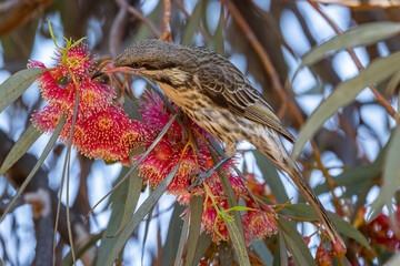 Australian Spiny-cheeked Honeyeater feeding on Coral Gum nectar © Ken Griffiths