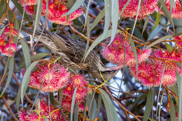 Australian Spiny-cheeked Honeyeater feeding on Coral Gum nectar © Ken Griffiths