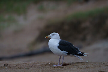 Great Black Backed Gull wandering the shoreline, Maine, fall, 2023. 