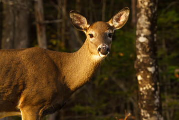 Young Doe walking through forest in early morning light. Maine, Summer.