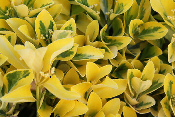 Yellow and green variegated leaves foliage on a euonymus japonicus plant in a garden