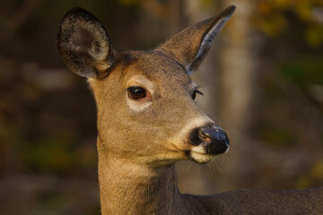Doe wandering through forest in early morning light. Maine, Fall. 