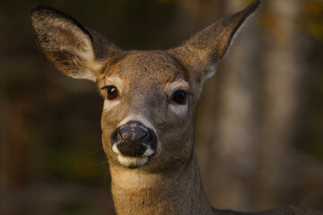 Doe wandering through forest in early morning light. Maine, Fall. 