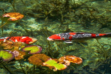 抜群の透明度の池を優雅に泳ぐカラフルな錦鯉