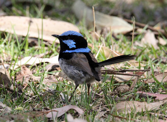 Close up portrait of a superb fairywren bird standing on grass