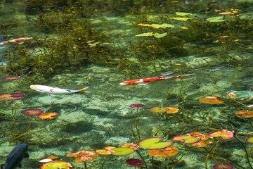 抜群の透明度の池を優雅に泳ぐカラフルな錦鯉