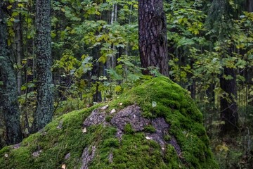 moss covered rocks