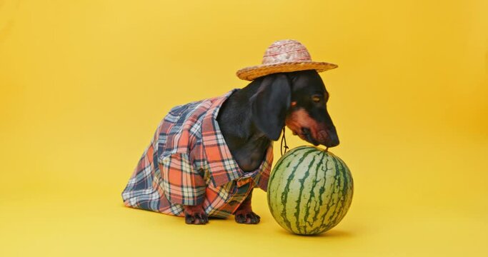 Puppy dachshund dog in straw hat, villager plaid shirt persistently breaks off, bites tail of striped watermelon Child plays with round ripe fruit, get dessert puzzle Naughty pet having fun with food