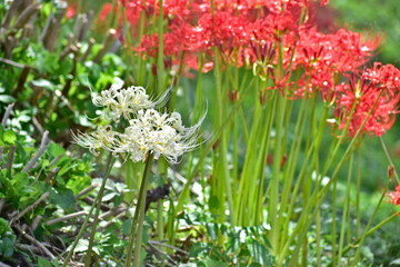 彼岸花　ヒガンバナ　リコリス　曼珠沙華　岡山　真庭市川東公園
