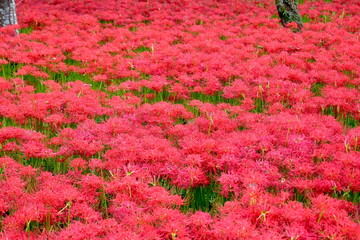 彼岸花　ヒガンバナ　リコリス　曼珠沙華　岡山　真庭市川東公園